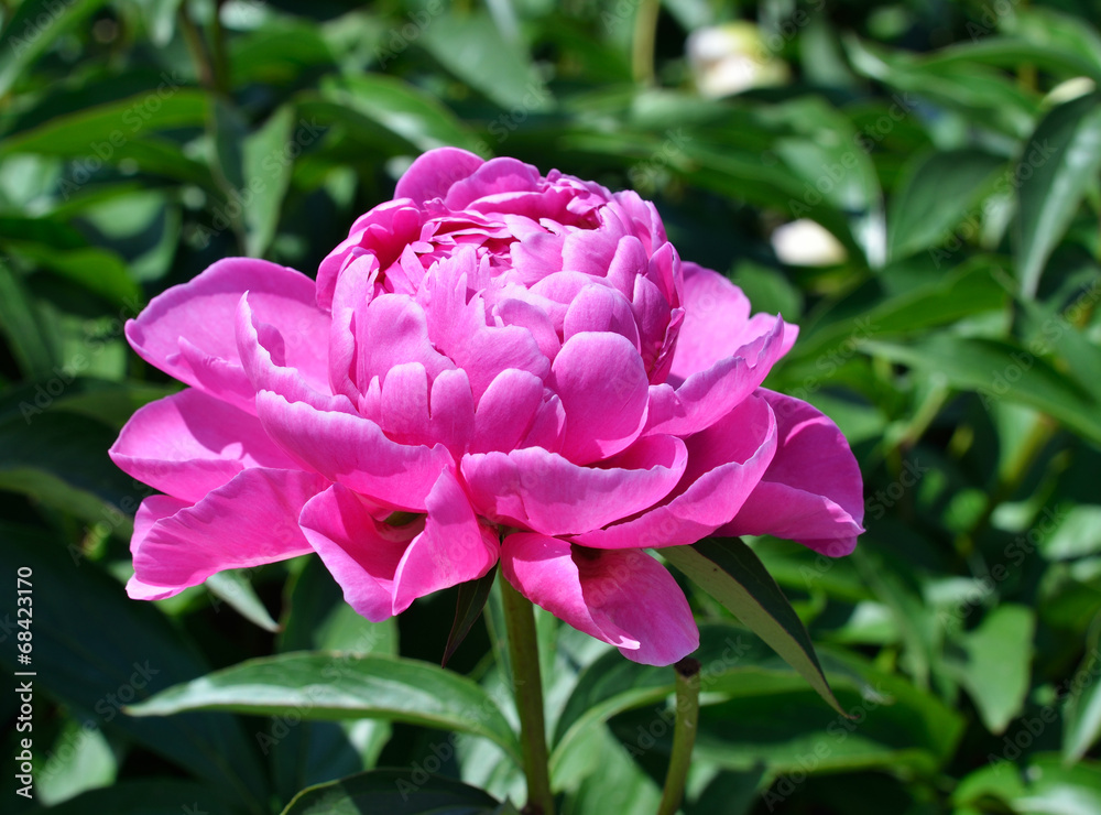 Pink flower of peony