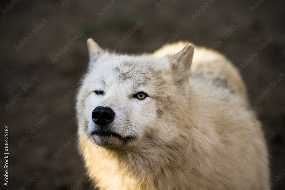 Portrait of Arctic wolf (Canis lupus arctos)