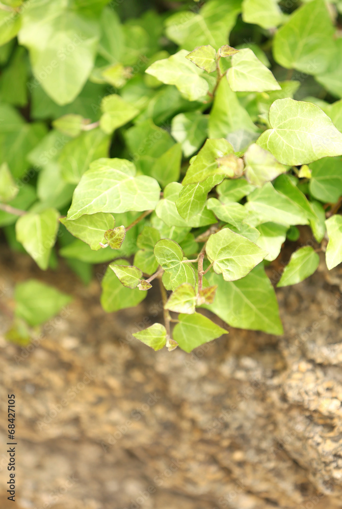 Fototapeta premium Green ivy, close up