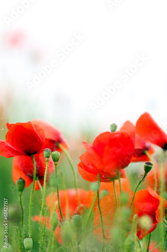 Poppy flowers, outdoors