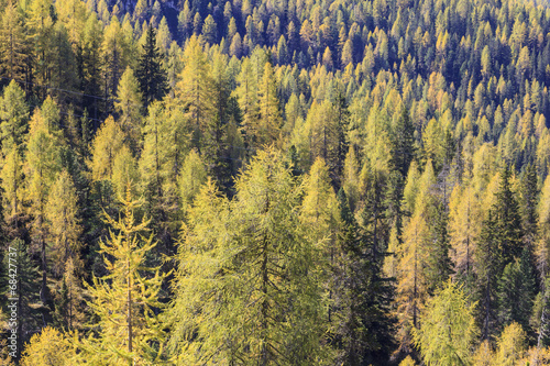 Larch tree forest