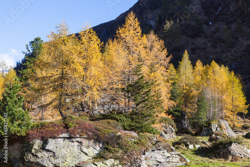 Larch tree forest in autumn in a alp valley