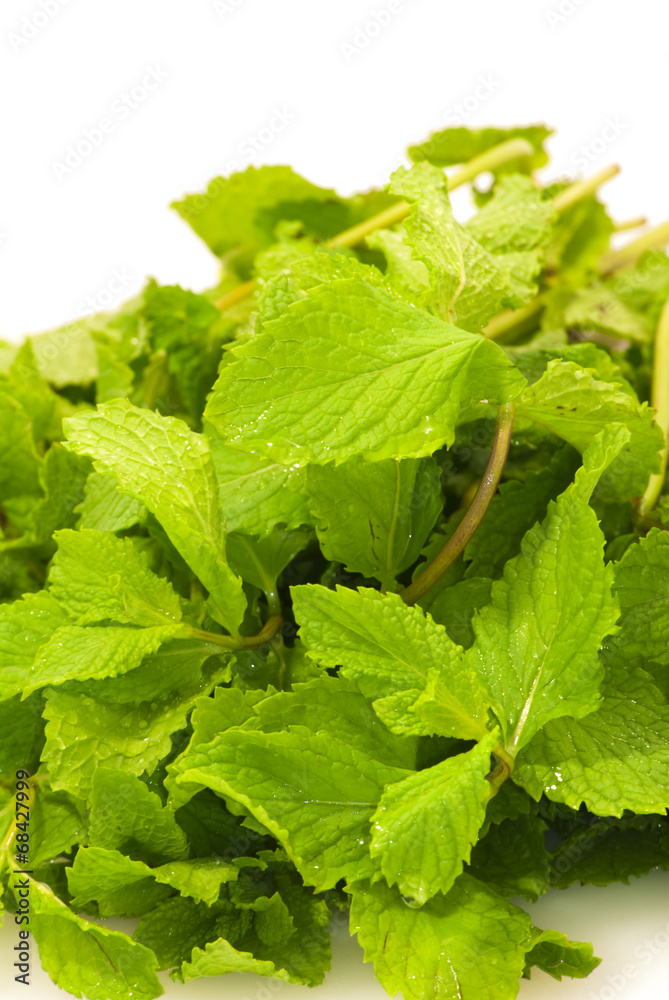 Mint leaves Mint leaves