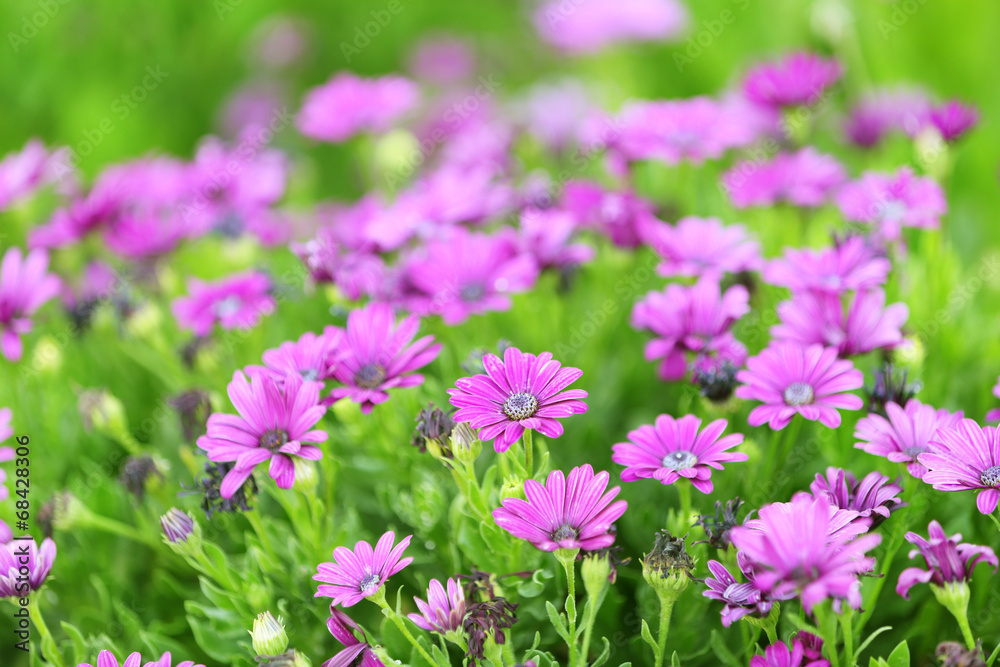 Beautiful flowers in garden Beautiful flowers in garden