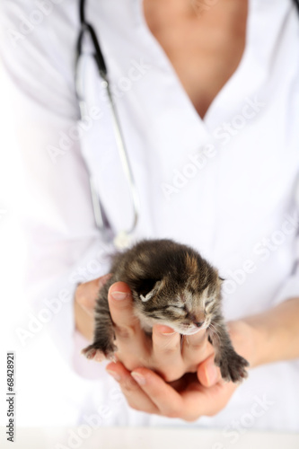 Veterinarian  with kitten, close-up