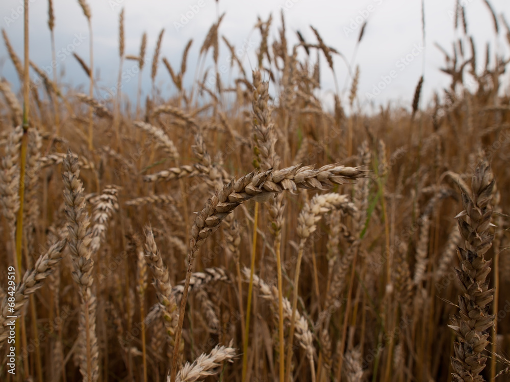Fototapeta premium The field with wheat ears