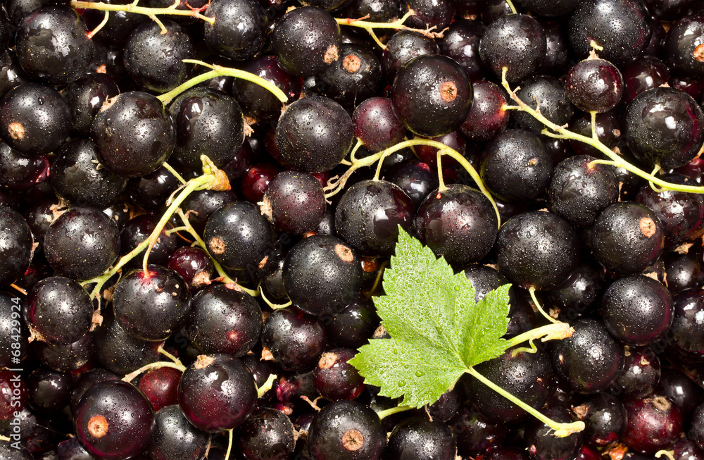Fototapeta premium Black currant. Background