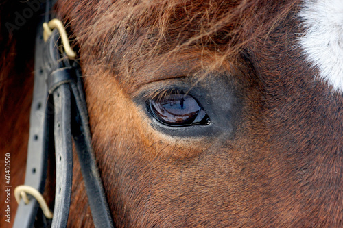 Horse eye in dark  close up
