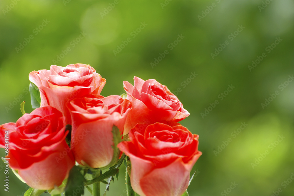 Fototapeta premium red rose