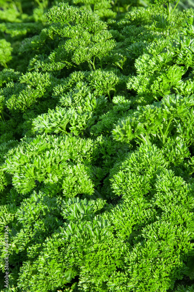 Herb of curly parsley