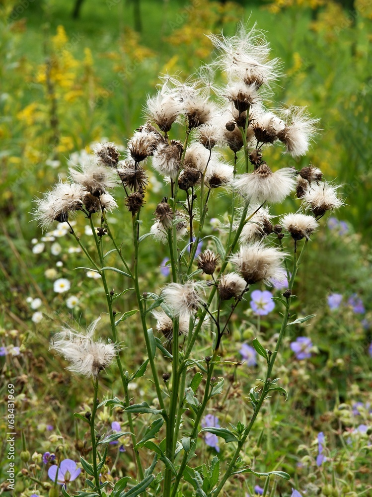 thistle with downy blow-balls on meadow thistle with downy blow-balls on meadow
