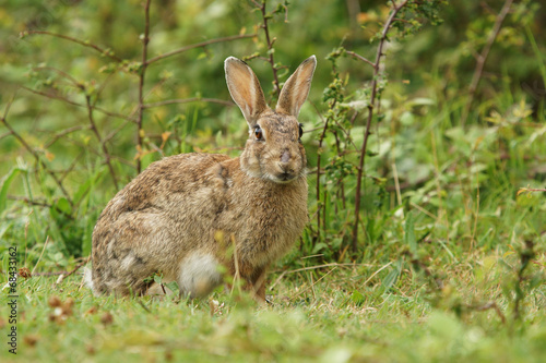 European rabbit, Common rabbit, Bunny, Oryctolagus cuniculus © Maciej Olszewski