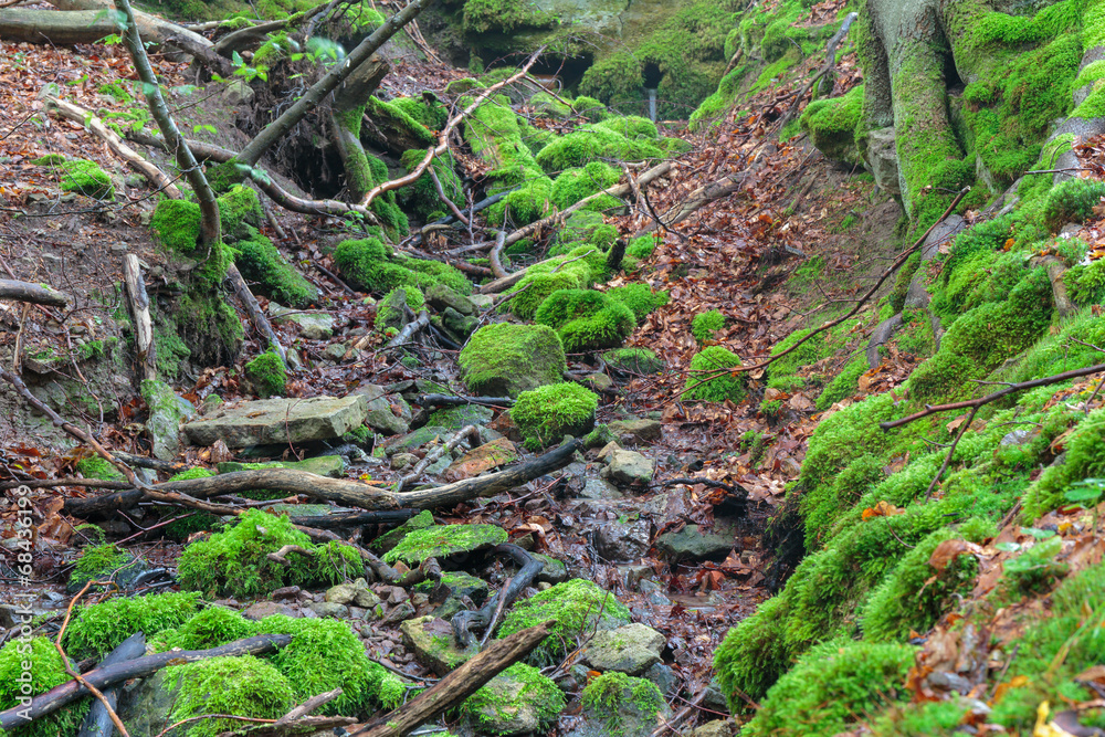 Steigerwald Forrest Steigerwald Forrest