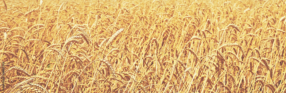 Fototapeta premium wheat field. natural background