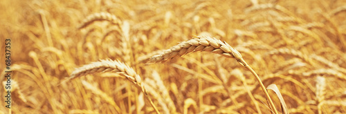 wheat field. natural background © JenkoAtaman