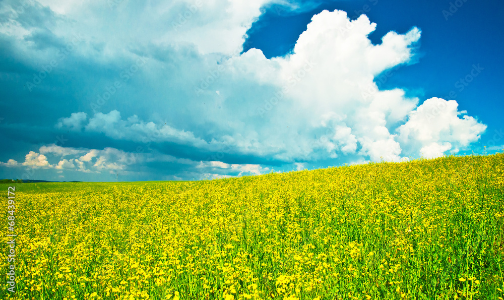 Fototapeta premium Yellow rape field