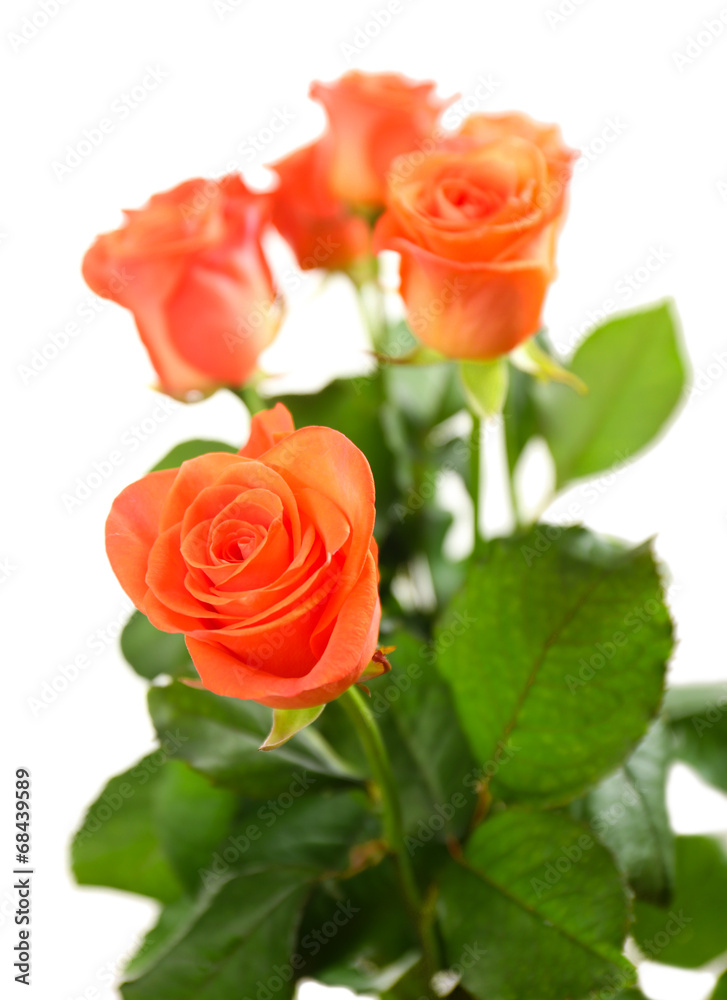 Bouquet of beautiful roses isolated on white Bouquet of beautiful roses isolated on white
