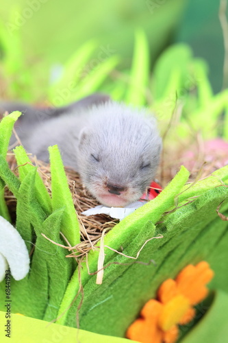 Ferret baby in the nest of hay © bozhdb