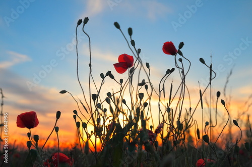 Red poppy flowers at sunset