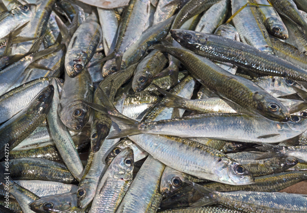 A pile of beautiful small fishes on a counter A pile of beautiful small fishes on a counter