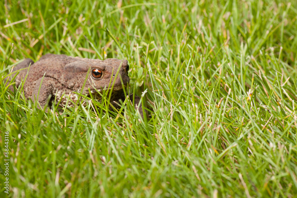 Obraz premium frog sitting on green grass