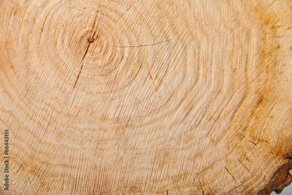 Naklejka premium close-up wooden cut texture