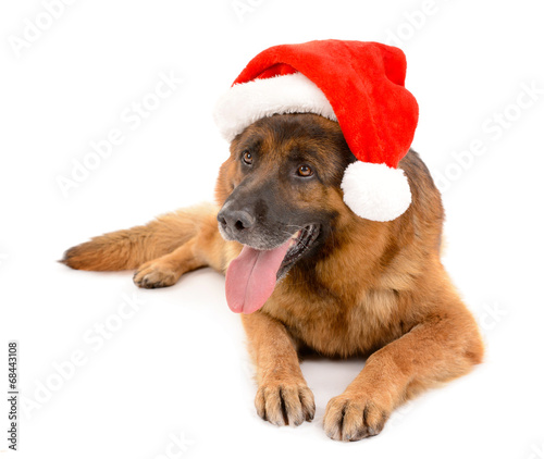 Funny cute dog in Christmas hat isolated on white