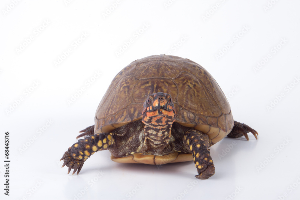 Box Turtle Box Turtle