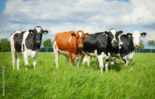Vier Rinder auf der Sommerweide