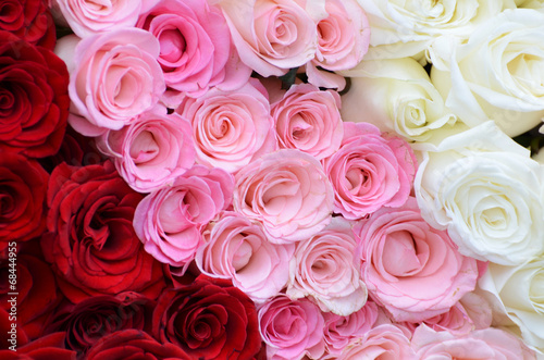 Pink  white  red roses background