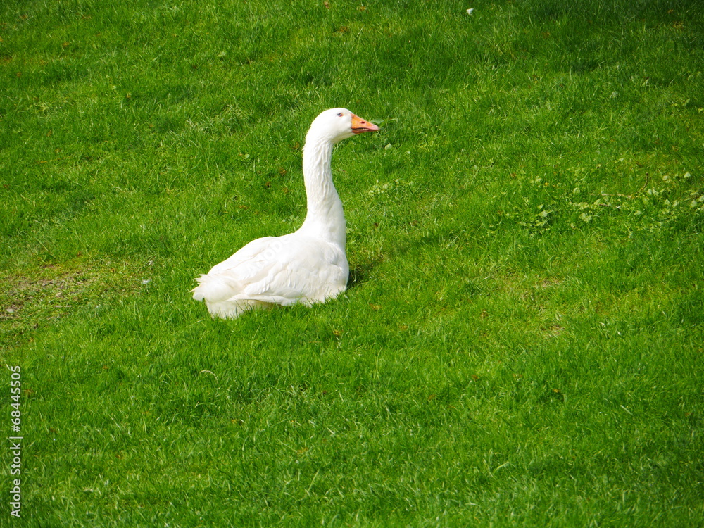 Obraz premium geese meadow