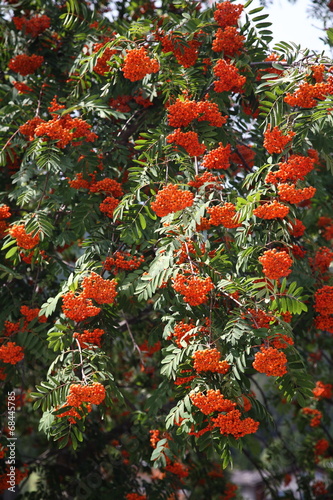 arbusti pianta in fiore photo