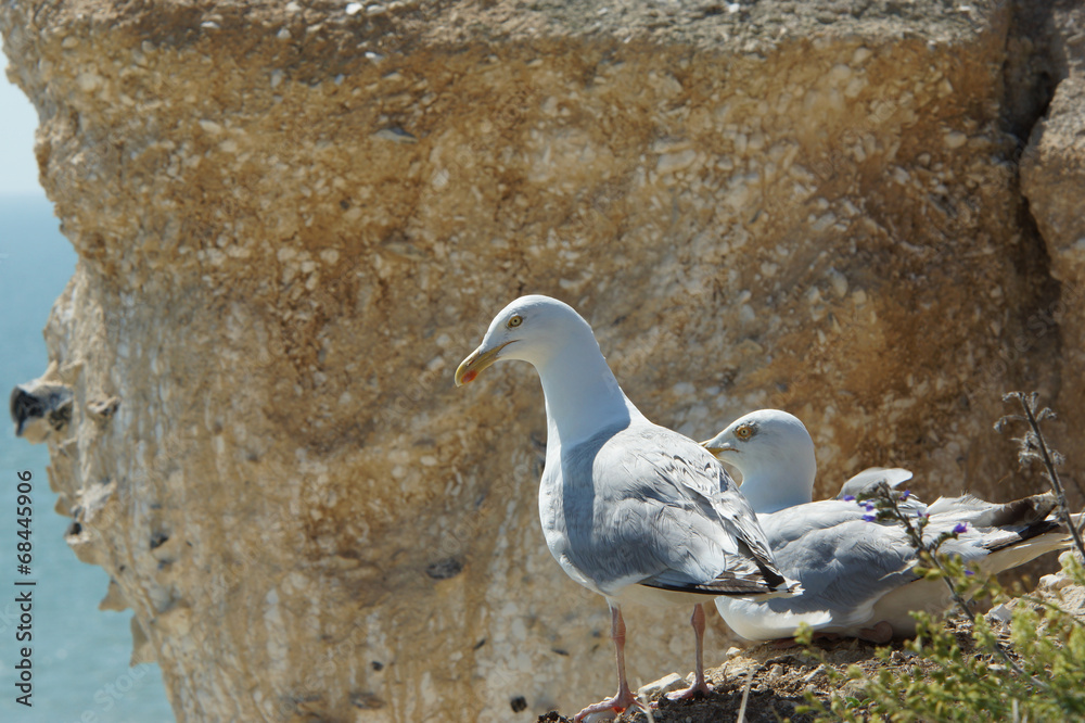 European Herring Gull, Larus argentatus European Herring Gull, Larus argentatus