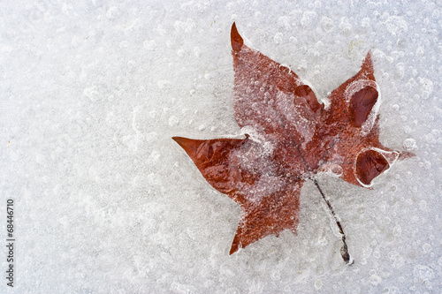 A leaf, trapped in the ice