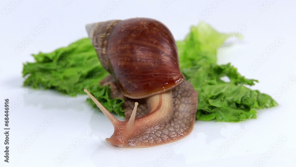 Burgundy snail eating a lettuce leaf