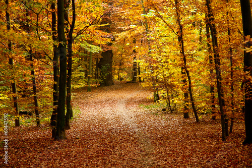 fall in a park