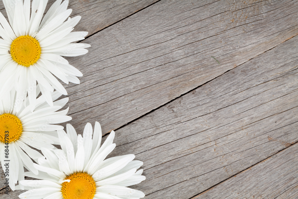 Obraz premium Daisy camomile flowers on wooden background