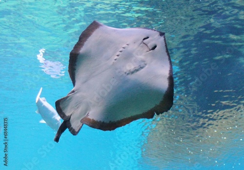 stingray ray swimming underwater showing belly glide stingray ray background copy space stock photo photograph image picture 