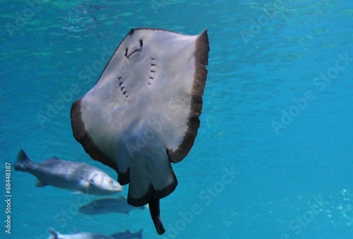stingray swims underwater stock, photo, photograph, picture, image, 