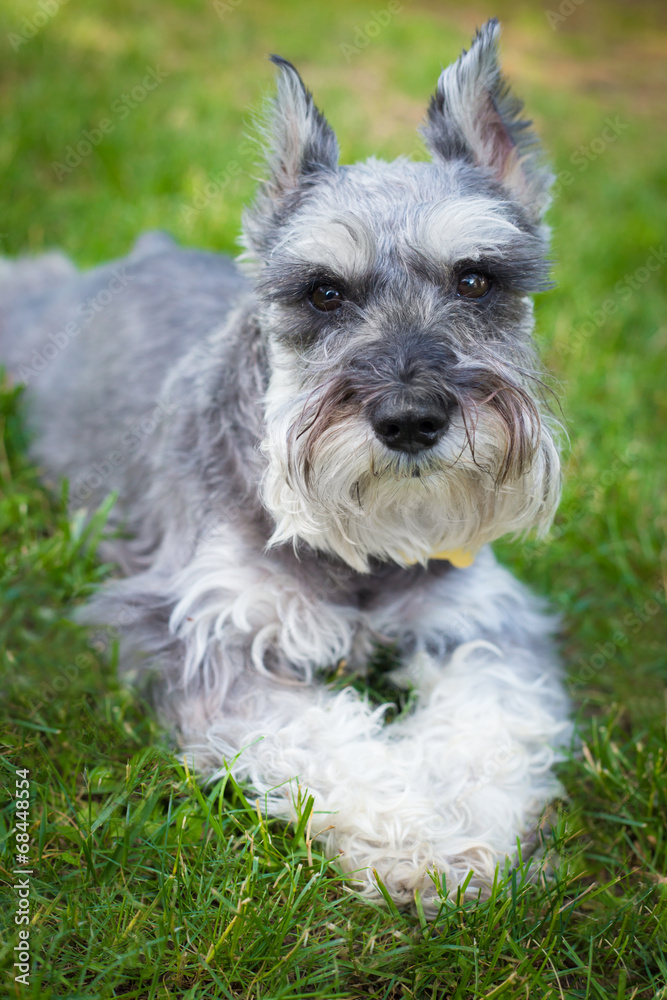 Handsome miniature Schnauzer dog in grass Handsome miniature Schnauzer dog in grass