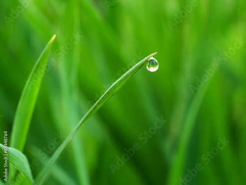 a drop of water on the tip of grass