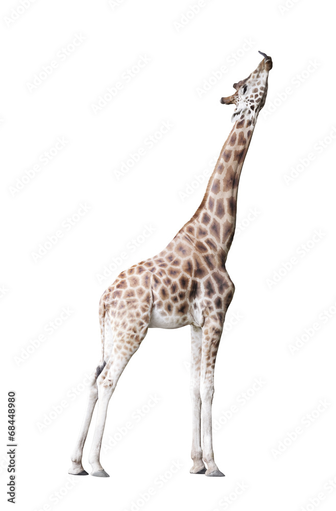 Naklejka premium Giraffe isolated on white background