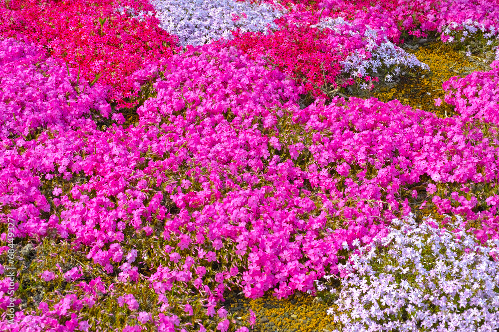 Fototapeta premium 芝桜