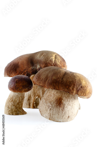 boletus mushroom isolated on white background