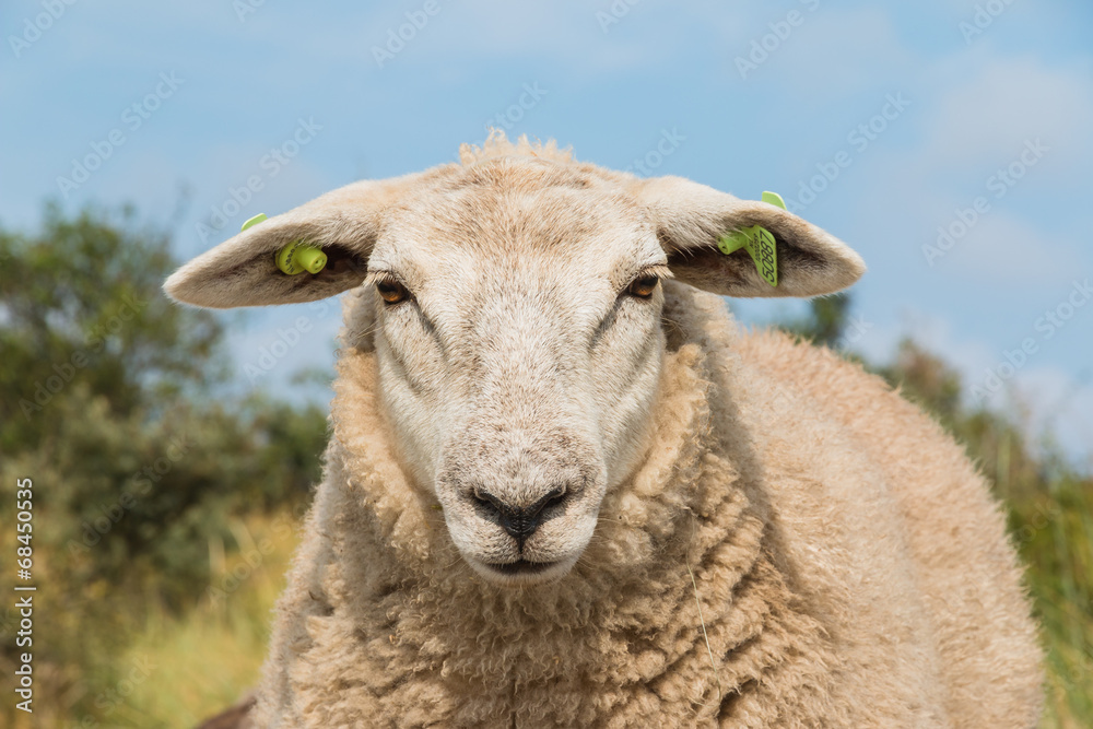 Fototapeta premium Sheep staring up close view head