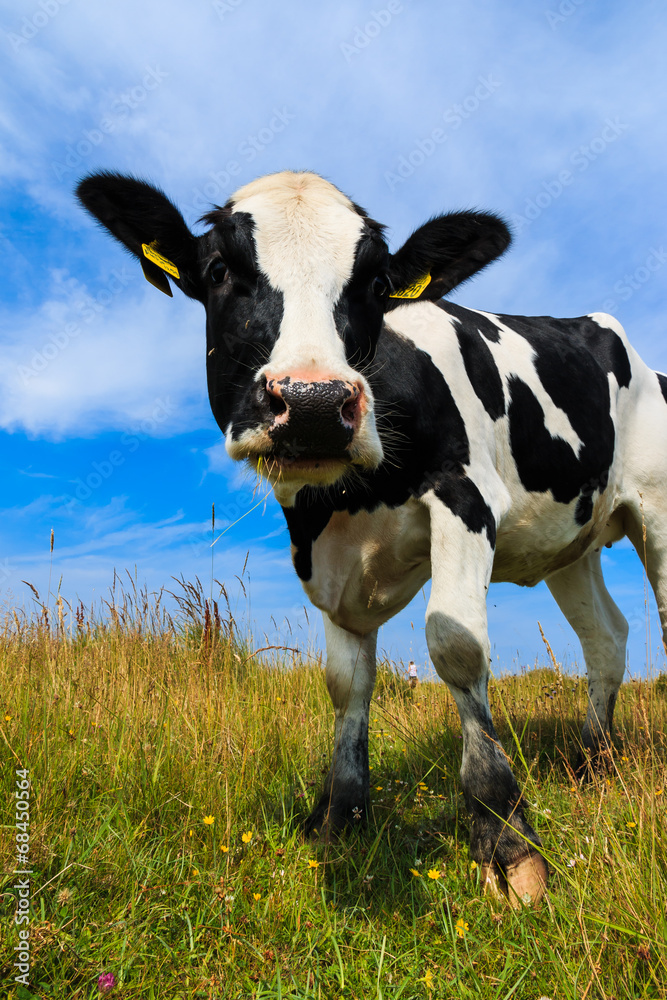 Lovely dairy cow standing in field
