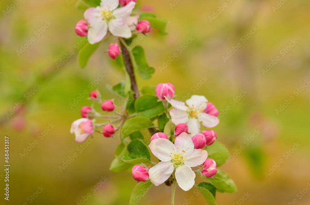 りんごの花