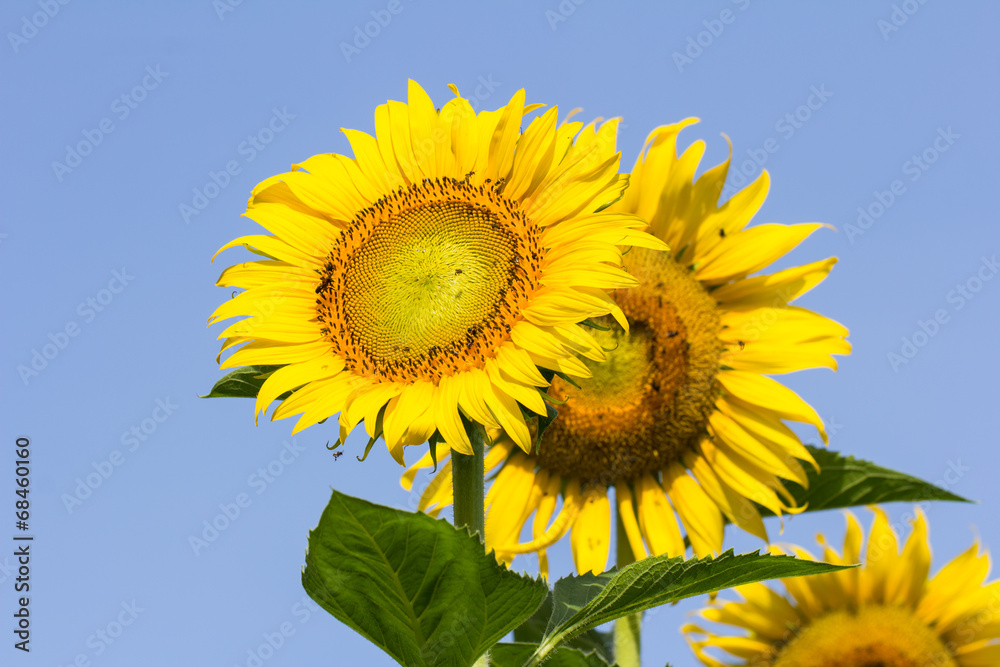Beautiful sunflowers in the field with bright blue sky Beautiful sunflowers in the field with bright blue sky