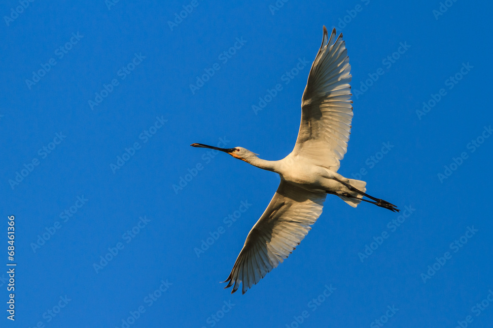 Obraz premium Spoonbill (Platalea leucorodia)