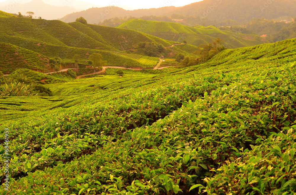 Naklejka premium Tea Plantation Fields at Sunrise
